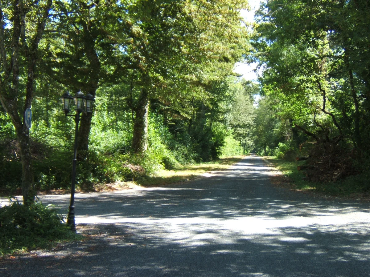 Les Patineaux - Accueil