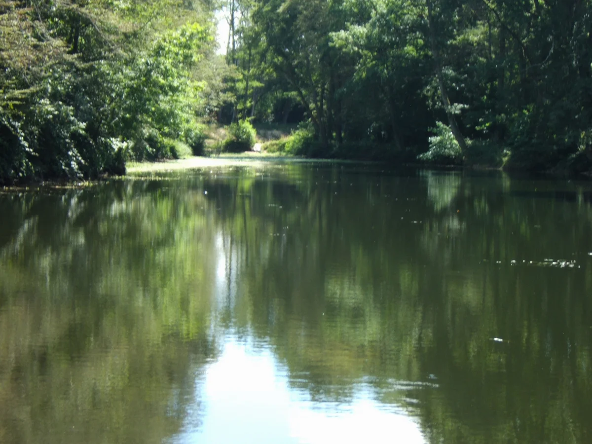 Les Patineaux - Accueil